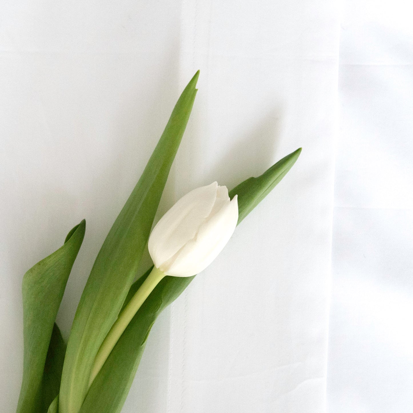 Sintra Cotton Sheet Set